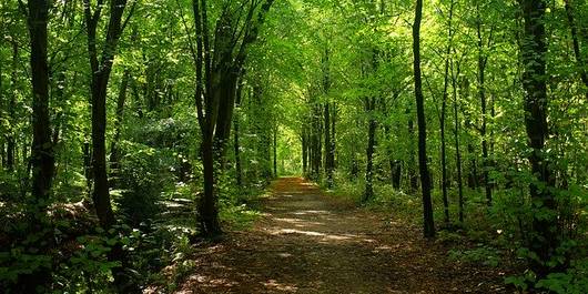 Waldweg © Bild von Karsten Paulick auf Pixabay Waldweg